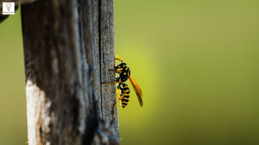 Hornet vs Wasp: Key Differences, Identification & Behavior Explained