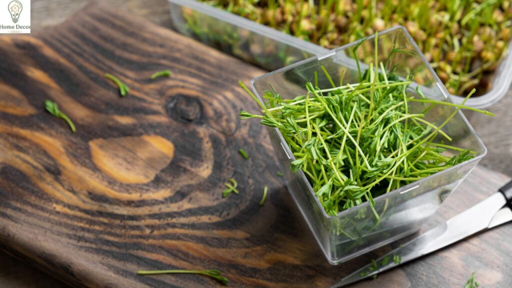 How Long Does Grass Seed Take to Grow? Easy Timeline & Growth Tips
