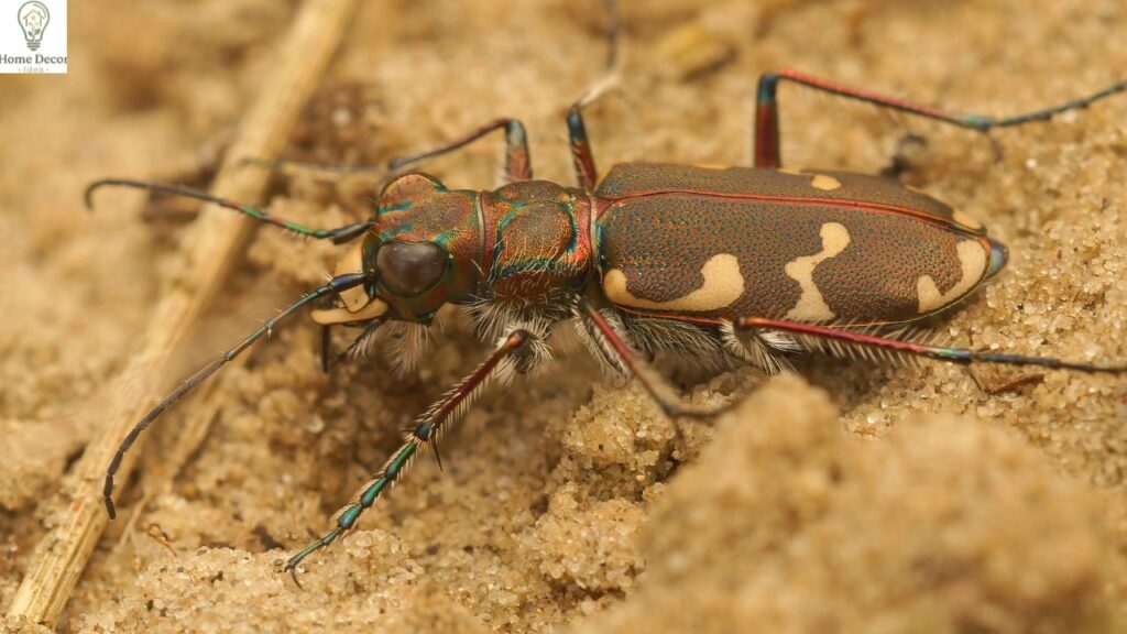 Bugs That Look Like Cockroaches: 15 Common Insects You Might Mistake for Roaches
