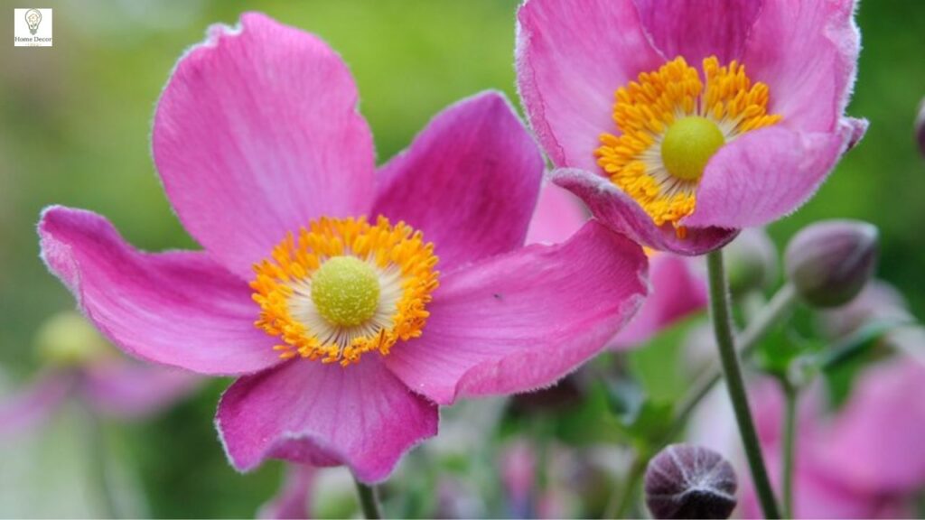 Acid Loving Plants: Best Plants for Acidic Soil + Easy Growing Guide