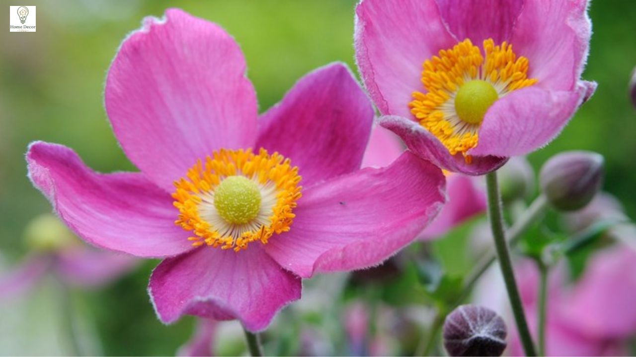 Acid Loving Plants: Best Plants for Acidic Soil + Easy Growing Guide