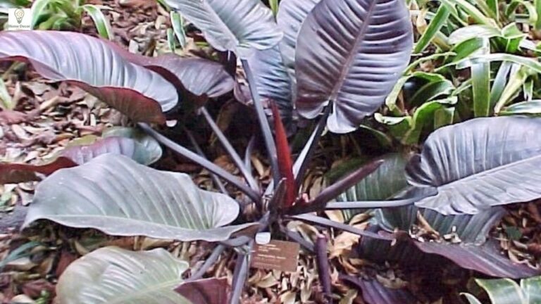 Philodendron Black Cardinal Care Guide: Tips for Thriving Indoor Growth