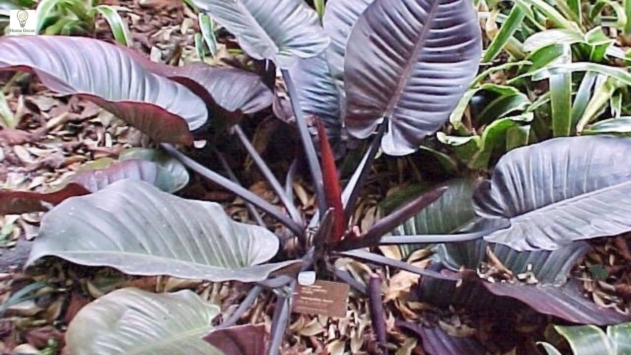 Philodendron Black Cardinal Care Guide: Tips for Thriving Indoor Growth
