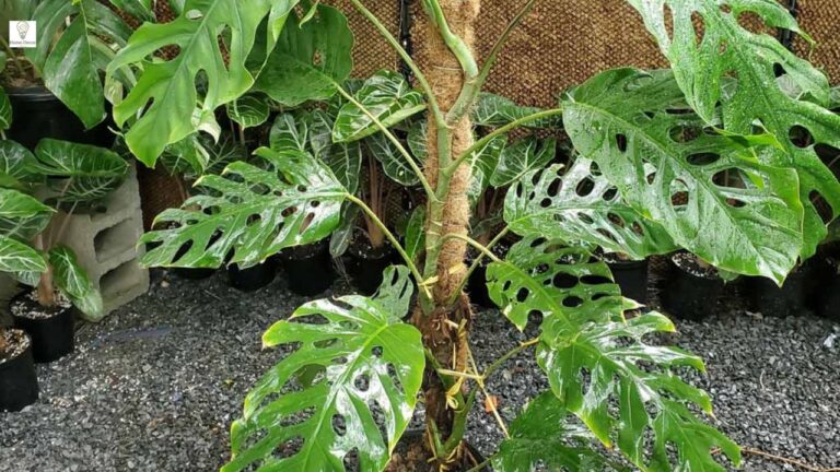 Monstera dubia Care Guide: How to Grow, Propagate & Transform Your Indoor Jungle