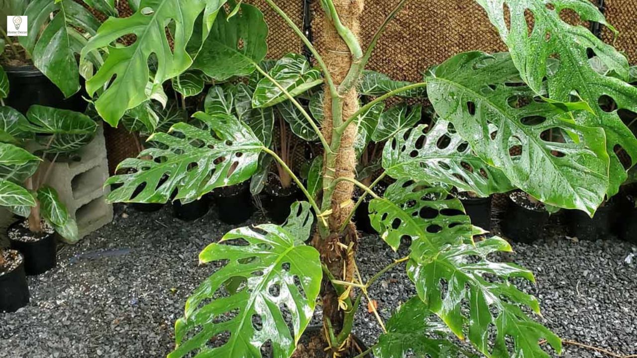 Monstera dubia Care Guide: How to Grow, Propagate & Transform Your Indoor Jungle