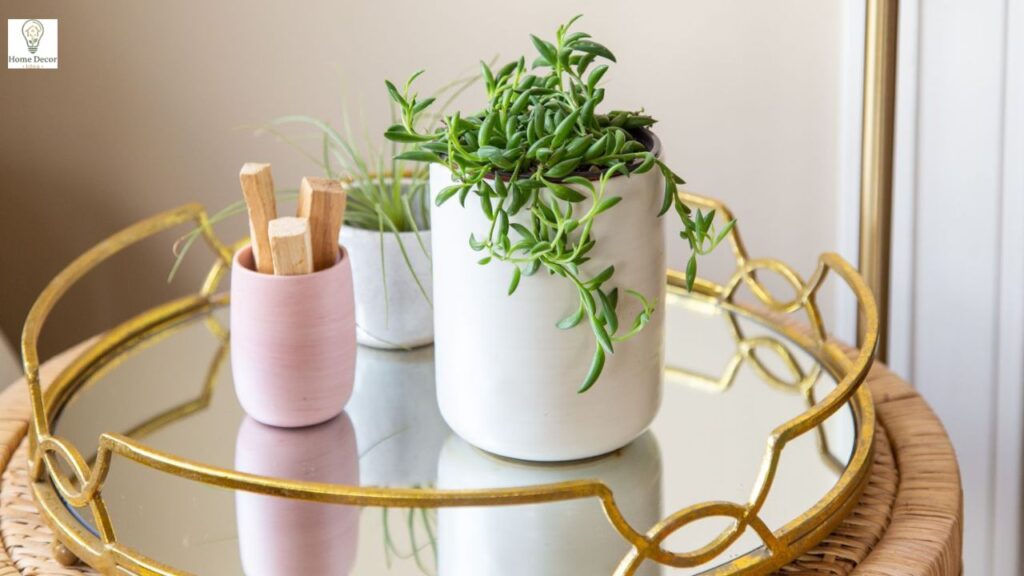 Ultimate Guide to String of Bananas (Curio radicans) Care – Tips for Beginners & Enthusiasts