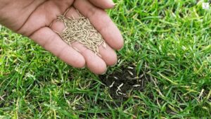 How Long Does Grass Seed Take to Grow? Full Timeline, Tips & Growth Stages Explained