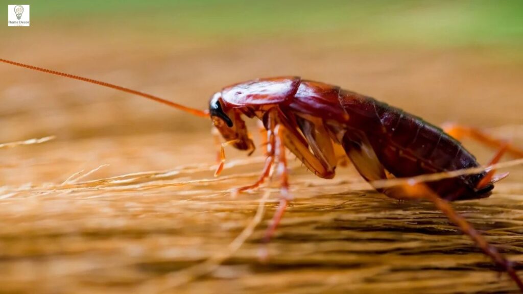 Bugs That Look Like Cockroaches: Easy Identification Guide (With Key Differences)