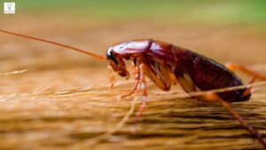 Bugs That Look Like Cockroaches: Easy Identification Guide (With Key Differences)