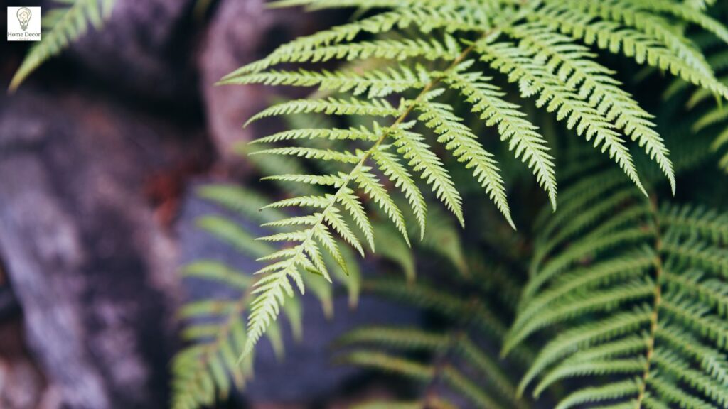 Lemon Button Fern Care Guide: Easy Indoor Tips for Healthy Growth, Watering & Troubleshooting