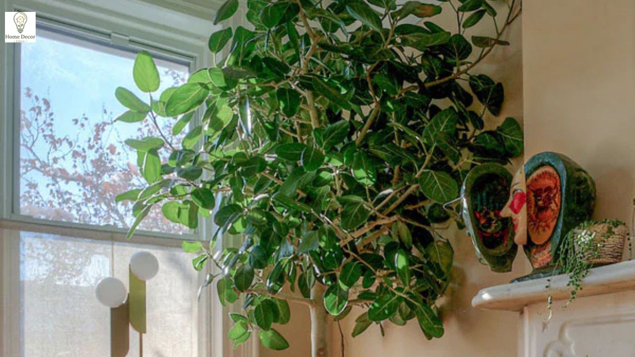 Audrey Ficus Care Guide: How to Grow a Healthy Indoor Tree