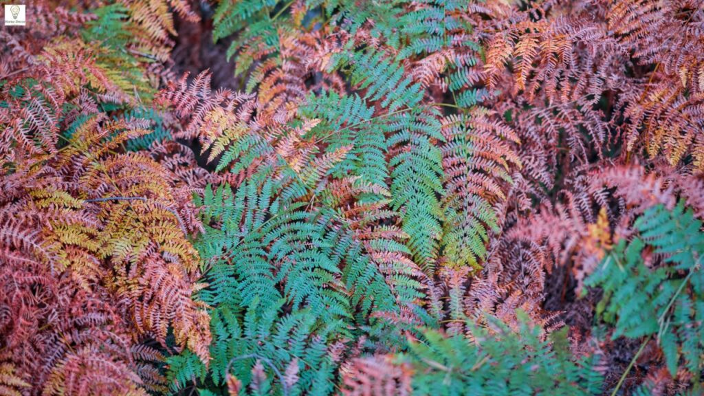 Kimberly Ferns Care Guide: How to Grow Healthy, Beautiful Ferns