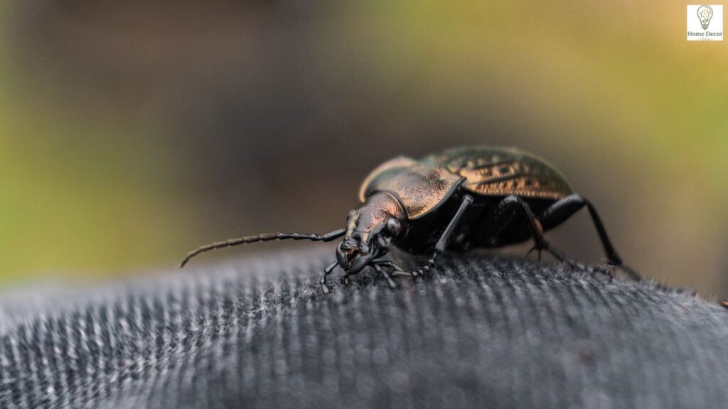 Bugs That Look Like Bed Bugs in Home: Identification Guide