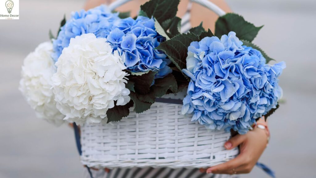 How to Keep Hydrangeas From Wilting: Simple Vase Care Tips