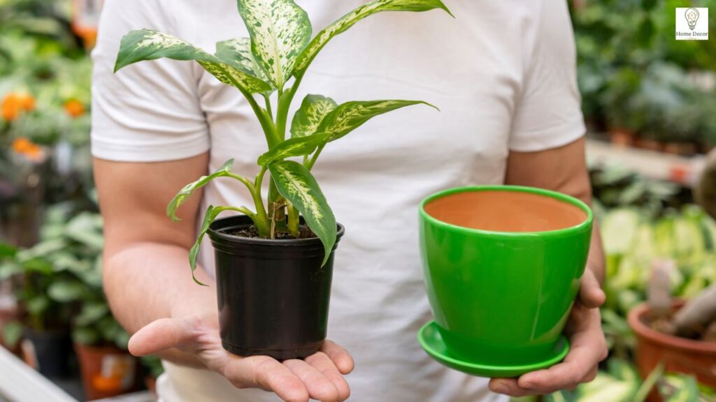 Easy Plant Care Guide for Beginners and Indoor Gardens